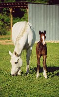 Young Horses at Pasture